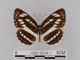 中文名:琉球三線蝶(豆環蛺蝶)(1282-18139)學名:Neptis hylas lulculenta Fruhstorfer, 1907(1282-18139)