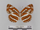 中文名:琉球三線蝶(豆環蛺蝶)(1282-18418)學名:Neptis hylas lulculenta Fruhstorfer, 1907(1282-18418)