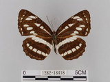 中文名:琉球三線蝶(豆環蛺蝶)(1282-18418)學名:Neptis hylas lulculenta Fruhstorfer, 1907(1282-18418)