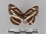 中文名:琉球三線蝶(豆環蛺蝶)(1282-18103)學名:Neptis hylas lulculenta Fruhstorfer, 1907(1282-18103)