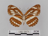 中文名:琉球三線蝶(豆環蛺蝶)(1282-18474)學名:Neptis hylas lulculenta Fruhstorfer, 1907(1282-18474)