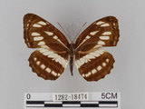 中文名:琉球三線蝶(豆環蛺蝶)(1282-18474)學名:Neptis hylas lulculenta Fruhstorfer, 1907(1282-18474)