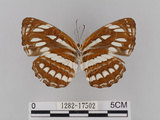 中文名:琉球三線蝶(豆環蛺蝶)(1282-17502)學名:Neptis hylas lulculenta Fruhstorfer, 1907(1282-17502)