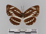 中文名:琉球三線蝶(豆環蛺蝶)(1282-17502)學名:Neptis hylas lulculenta Fruhstorfer, 1907(1282-17502)