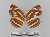 中文名:琉球三線蝶(豆環蛺蝶)(1282-18099)學名:Neptis hylas lulculenta Fruhstorfer, 1907(1282-18099)