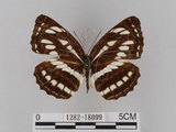 中文名:琉球三線蝶(豆環蛺蝶)(1282-18099)學名:Neptis hylas lulculenta Fruhstorfer, 1907(1282-18099)