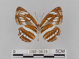 中文名:琉球三線蝶(豆環蛺蝶)(1282-18110)學名:Neptis hylas lulculenta Fruhstorfer, 1907(1282-18110)