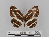 中文名:琉球三線蝶(豆環蛺蝶)(1282-18110)學名:Neptis hylas lulculenta Fruhstorfer, 1907(1282-18110)