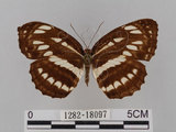 中文名:琉球三線蝶(豆環蛺蝶)(1282-18097)學名:Neptis hylas lulculenta Fruhstorfer, 1907(1282-18097)