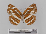 中文名:琉球三線蝶(豆環蛺蝶)(1282-18069)學名:Neptis hylas lulculenta Fruhstorfer, 1907(1282-18069)