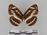 中文名:琉球三線蝶(豆環蛺蝶)(1282-18069)學名:Neptis hylas lulculenta Fruhstorfer, 1907(1282-18069)