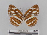 中文名:琉球三線蝶(豆環蛺蝶)(1282-18460)學名:Neptis hylas lulculenta Fruhstorfer, 1907(1282-18460)