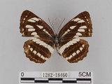 中文名:琉球三線蝶(豆環蛺蝶)(1282-18460)學名:Neptis hylas lulculenta Fruhstorfer, 1907(1282-18460)