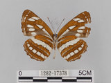 中文名:琉球三線蝶(豆環蛺蝶)(1282-17378)學名:Neptis hylas lulculenta Fruhstorfer, 1907(1282-17378)