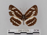 中文名:琉球三線蝶(豆環蛺蝶)(1282-17378)學名:Neptis hylas lulculenta Fruhstorfer, 1907(1282-17378)