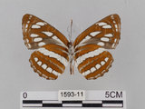 中文名:琉球三線蝶(豆環蛺蝶)(1593-11)學名:Neptis hylas lulculenta Fruhstorfer, 1907(1593-11)