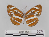 中文名:琉球三線蝶(豆環蛺蝶)(2237-1136)學名:Neptis hylas lulculenta Fruhstorfer, 1907(2237-1136)