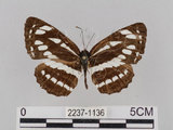 中文名:琉球三線蝶(豆環蛺蝶)(2237-1136)學名:Neptis hylas lulculenta Fruhstorfer, 1907(2237-1136)