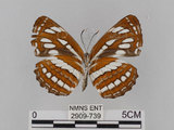 中文名:琉球三線蝶(豆環蛺蝶)(2909-739)學名:Neptis hylas lulculenta Fruhstorfer, 1907(2909-739)