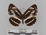 中文名:琉球三線蝶(豆環蛺蝶)(2909-739)學名:Neptis hylas lulculenta Fruhstorfer, 1907(2909-739)