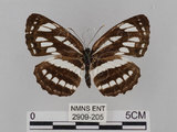 中文名:琉球三線蝶(豆環蛺蝶)(2909-205)學名:Neptis hylas lulculenta Fruhstorfer, 1907(2909-205)