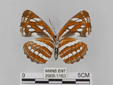 中文名:琉球三線蝶(豆環蛺蝶)(2909-1163)學名:Neptis hylas lulculenta Fruhstorfer, 1907(2909-1163)