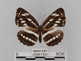 中文名:琉球三線蝶(豆環蛺蝶)(2909-1163)學名:Neptis hylas lulculenta Fruhstorfer, 1907(2909-1163)