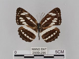 中文名:琉球三線蝶(豆環蛺蝶)(2909-296)學名:Neptis hylas lulculenta Fruhstorfer, 1907(2909-296)