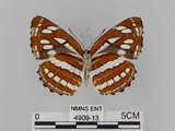 中文名:琉球三線蝶(豆環蛺蝶)(4909-13)學名:Neptis hylas lulculenta Fruhstorfer, 1907(4909-13)