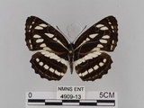 中文名:琉球三線蝶(豆環蛺蝶)(4909-13)學名:Neptis hylas lulculenta Fruhstorfer, 1907(4909-13)