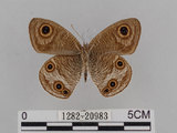 中文名:江崎波紋蛇目蝶(江崎波眼蝶)(1282-20983)學名:Ypthima esakii Shirozu, 1960(1282-20983)