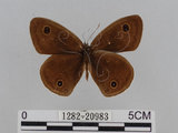 中文名:江崎波紋蛇目蝶(江崎波眼蝶)(1282-20983)學名:Ypthima esakii Shirozu, 1960(1282-20983)