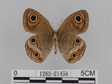 中文名:江崎波紋蛇目蝶(江崎波眼蝶)(1282-21456)學名:Ypthima esakii Shirozu, 1960(1282-21456)