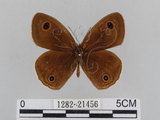 中文名:江崎波紋蛇目蝶(江崎波眼蝶)(1282-21456)學名:Ypthima esakii Shirozu, 1960(1282-21456)