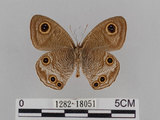 中文名:江崎波紋蛇目蝶(江崎波眼蝶)(1282-18051)學名:Ypthima esakii Shirozu, 1960(1282-18051)