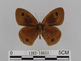 中文名:江崎波紋蛇目蝶(江崎波眼蝶)(1282-18051)學名:Ypthima esakii Shirozu, 1960(1282-18051)