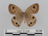 中文名:江崎波紋蛇目蝶(江崎波眼蝶)(1282-21538)學名:Ypthima esakii Shirozu, 1960(1282-21538)