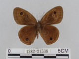 中文名:江崎波紋蛇目蝶(江崎波眼蝶)(1282-21538)學名:Ypthima esakii Shirozu, 1960(1282-21538)