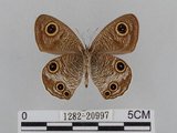 中文名:江崎波紋蛇目蝶(江崎波眼蝶)(1282-20997)學名:Ypthima esakii Shirozu, 1960(1282-20997)