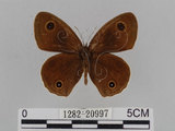 中文名:江崎波紋蛇目蝶(江崎波眼蝶)(1282-20997)學名:Ypthima esakii Shirozu, 1960(1282-20997)