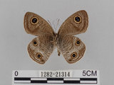 中文名:江崎波紋蛇目蝶(江崎波眼蝶)(1282-21314)學名:Ypthima esakii Shirozu, 1960(1282-21314)