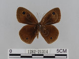 中文名:江崎波紋蛇目蝶(江崎波眼蝶)(1282-21314)學名:Ypthima esakii Shirozu, 1960(1282-21314)