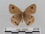 中文名:江崎波紋蛇目蝶(江崎波眼蝶)(1282-20809)學名:Ypthima esakii Shirozu, 1960(1282-20809)