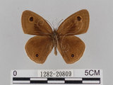 中文名:江崎波紋蛇目蝶(江崎波眼蝶)(1282-20809)學名:Ypthima esakii Shirozu, 1960(1282-20809)