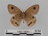 中文名:江崎波紋蛇目蝶(江崎波眼蝶)(1282-18683)學名:Ypthima esakii Shirozu, 1960(1282-18683)