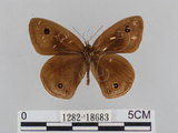 中文名:江崎波紋蛇目蝶(江崎波眼蝶)(1282-18683)學名:Ypthima esakii Shirozu, 1960(1282-18683)