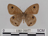 中文名:江崎波紋蛇目蝶(江崎波眼蝶)(1282-20977)學名:Ypthima esakii Shirozu, 1960(1282-20977)