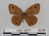 中文名:江崎波紋蛇目蝶(江崎波眼蝶)(1282-20977)學名:Ypthima esakii Shirozu, 1960(1282-20977)