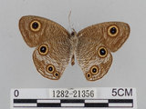 中文名:江崎波紋蛇目蝶(江崎波眼蝶)(1282-21356)學名:Ypthima esakii Shirozu, 1960(1282-21356)