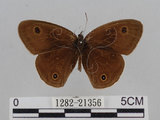 中文名:江崎波紋蛇目蝶(江崎波眼蝶)(1282-21356)學名:Ypthima esakii Shirozu, 1960(1282-21356)